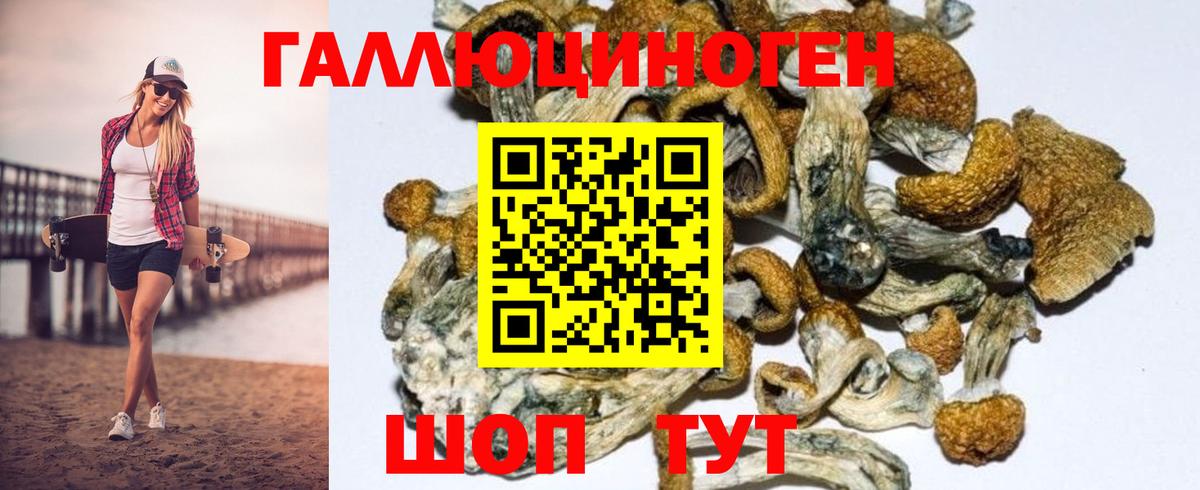 Можга  Псилоцибиновые грибы Cubensis  Вход с VPN 